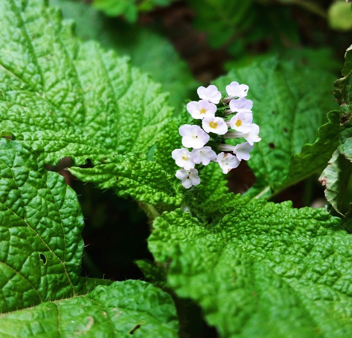flores