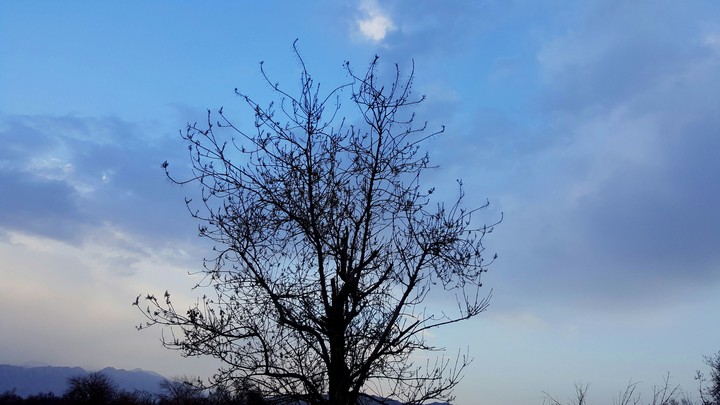 tree in sky