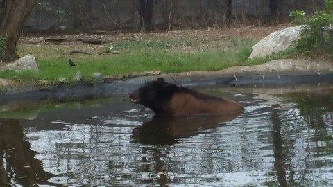 bear