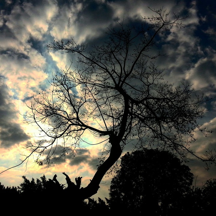 tree