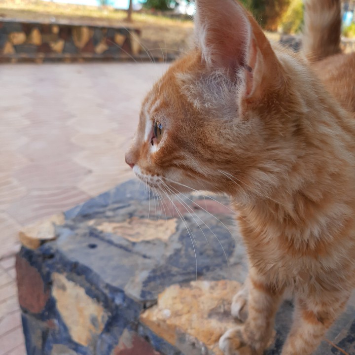 brown cat
