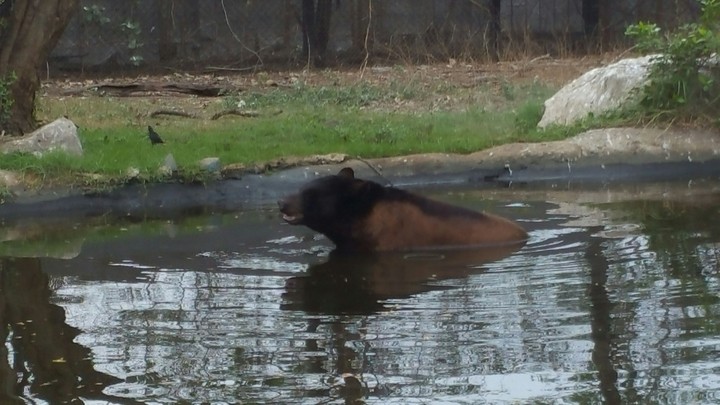 bear