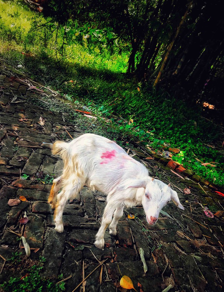 Wandering Goat