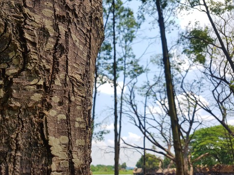Tree in macroshot