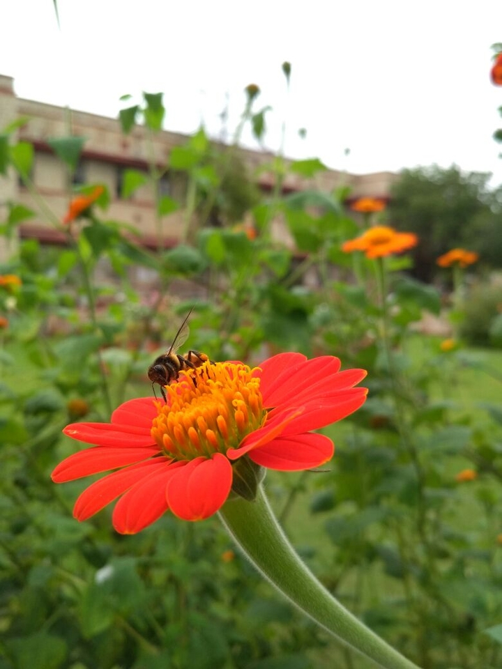 Bee# flower#  in maharani college