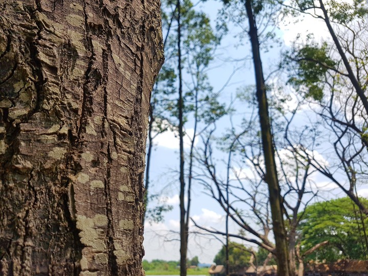 Tree in macroshot