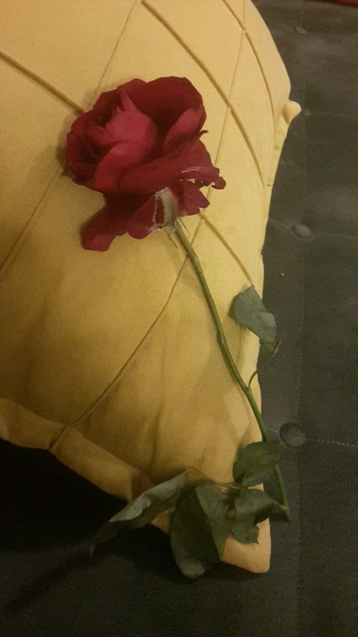Gül rose