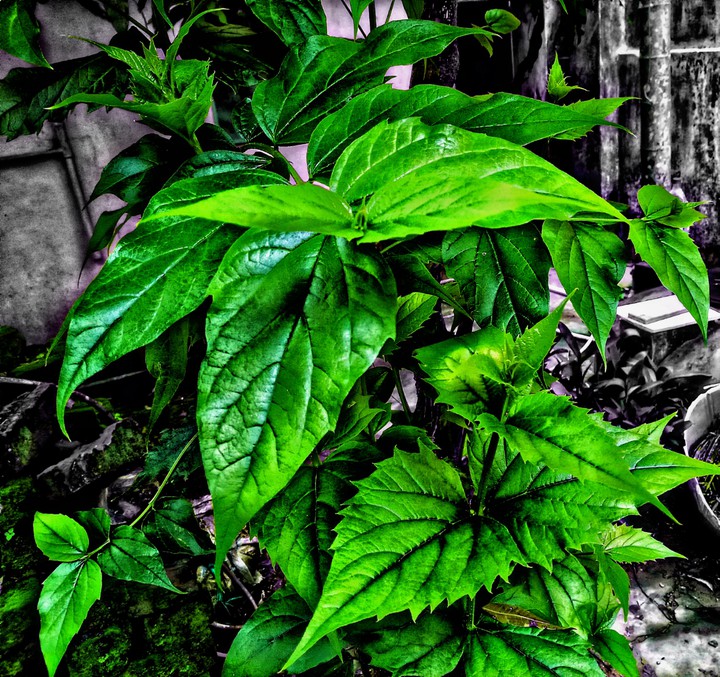 Leaves