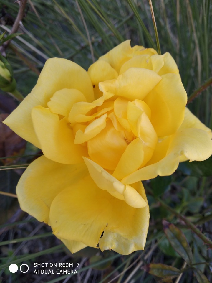 rose ?