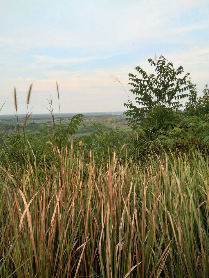 grass