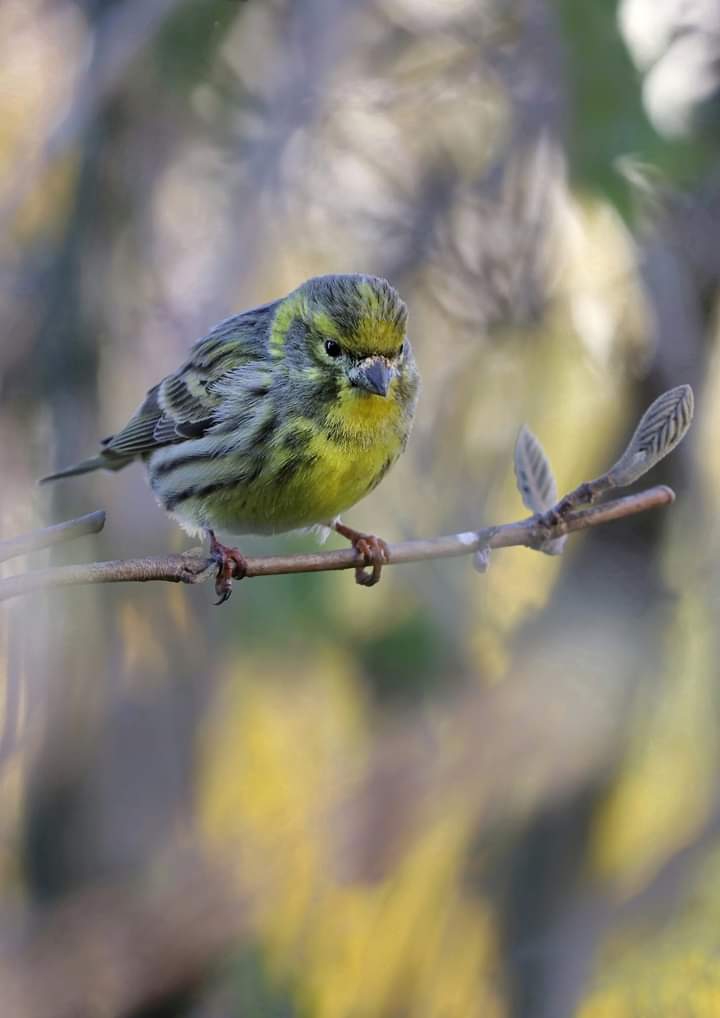 Bird