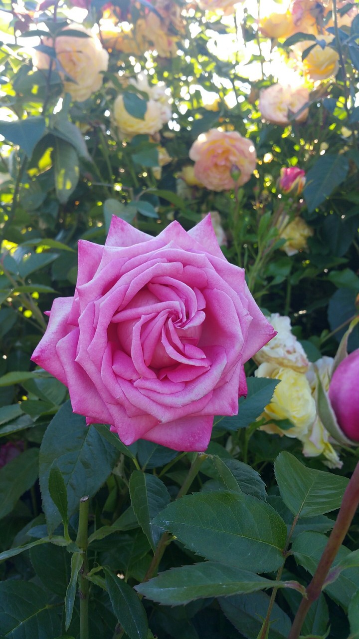 rose