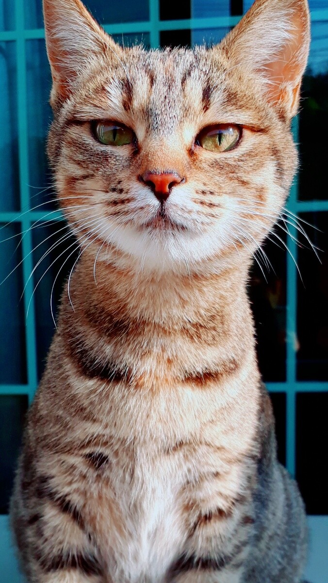 cute cat.