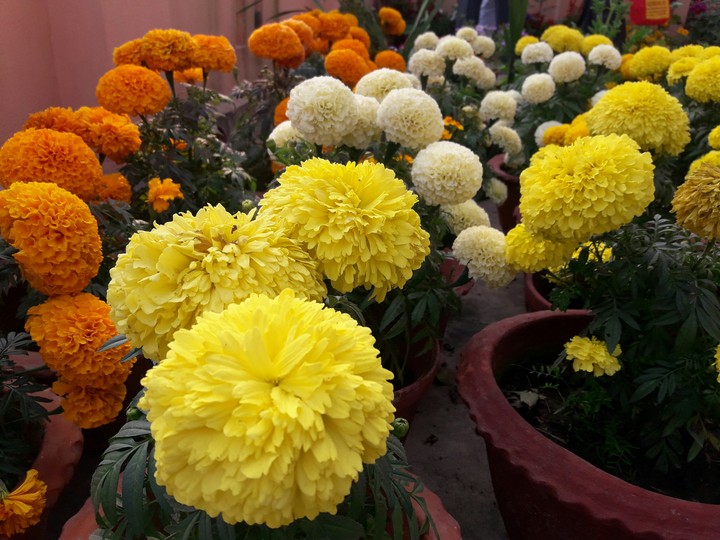 flowers