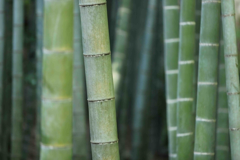 bamboo, vegetable壁紙