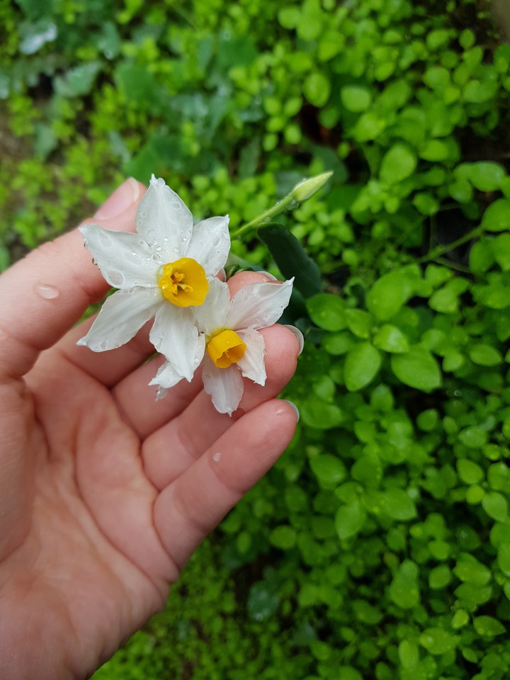daffodils..