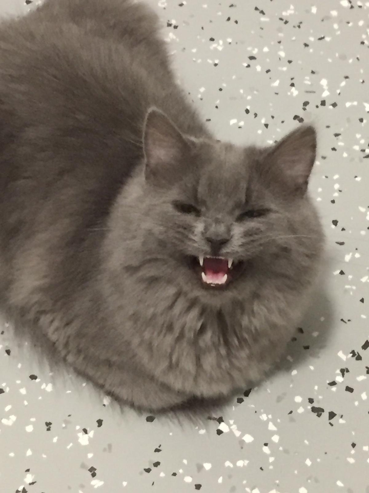 cat