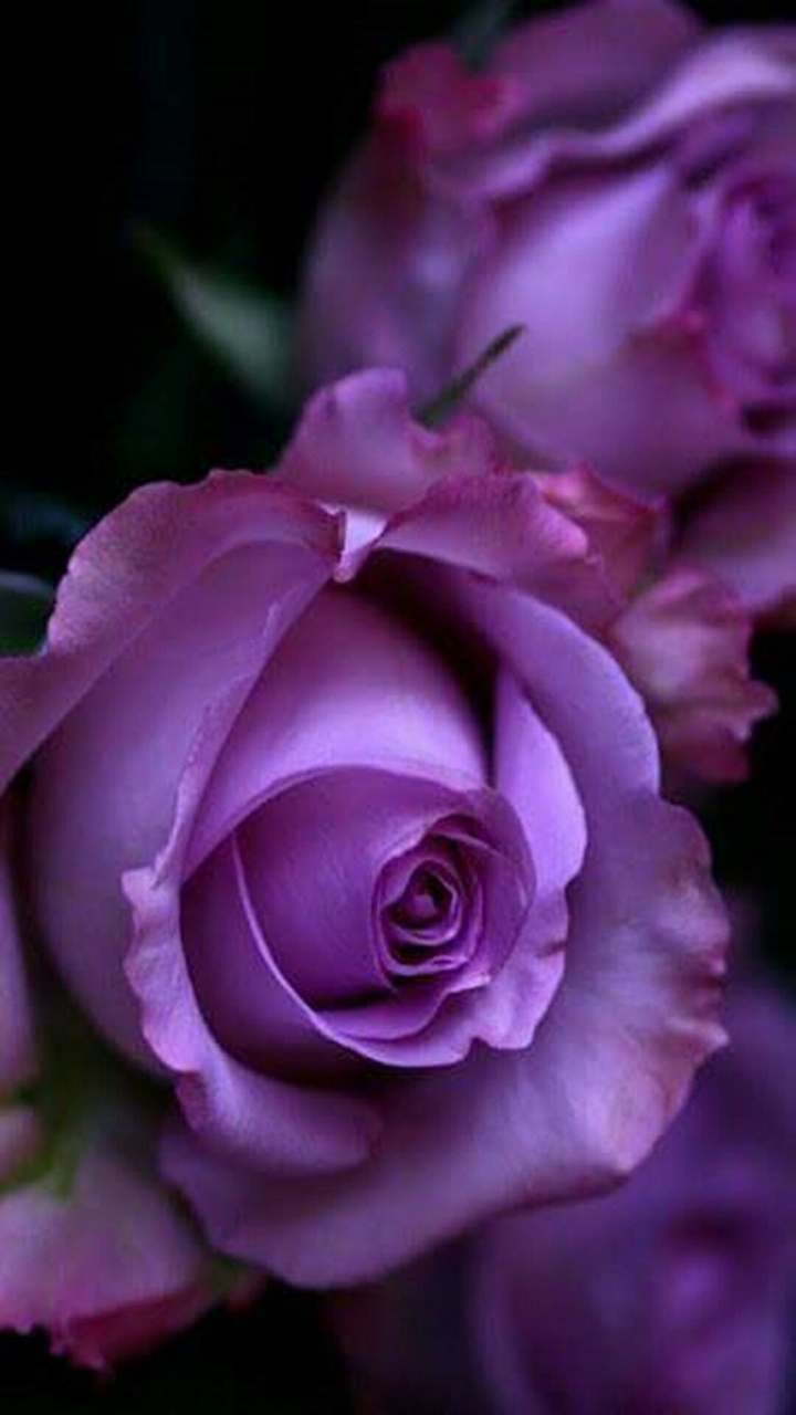 purple roses