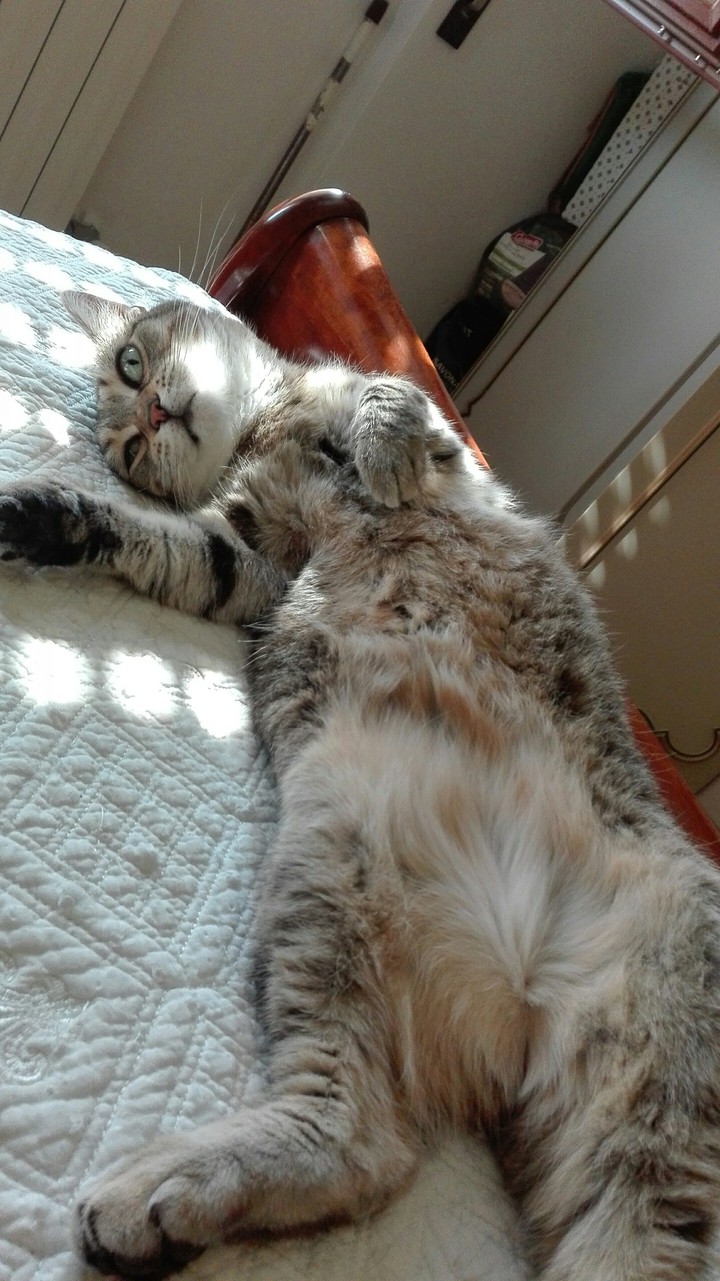 sleeping cat