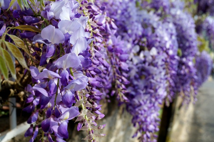 Purple flowers