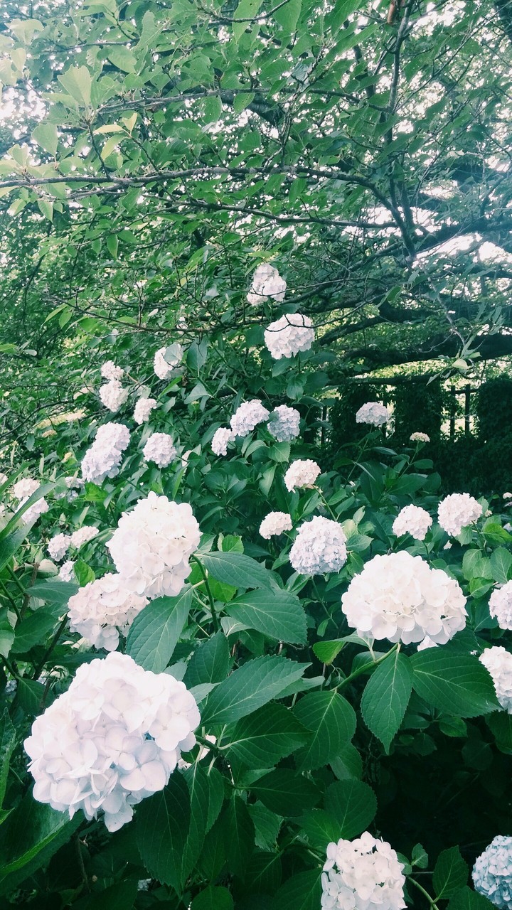 沢山の白紫陽花