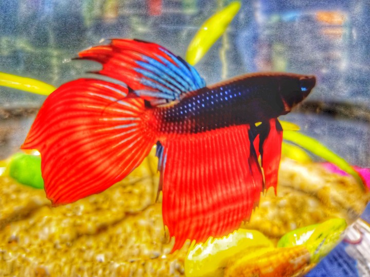 Beautiful Betta Fish
