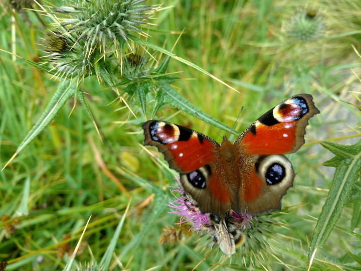 Schmetterling