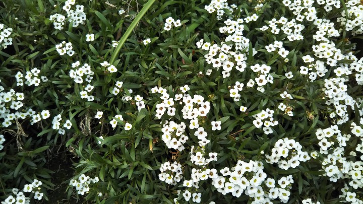 Alyssum