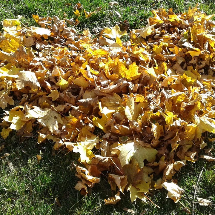 Heart Leaf