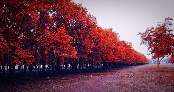 nature