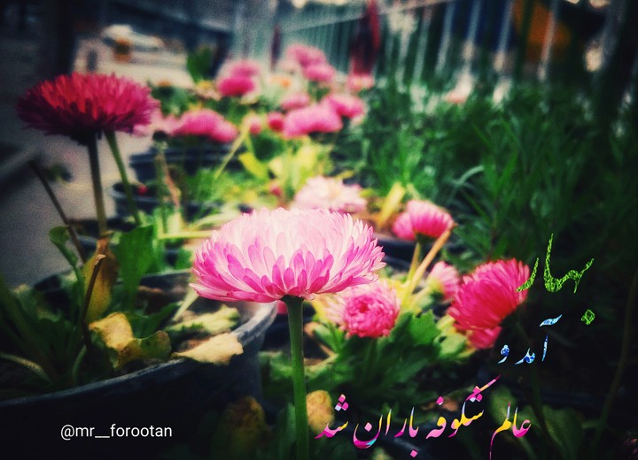 spring