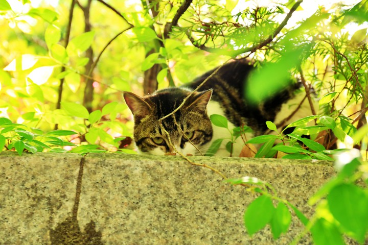 Wildcat