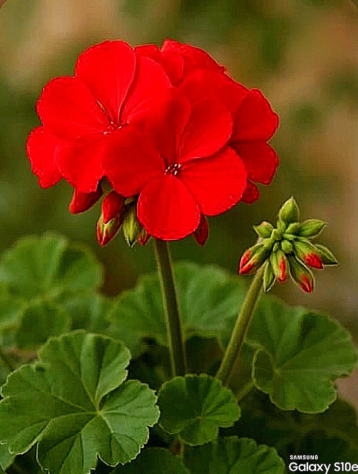 Y❤️ Red Geranium