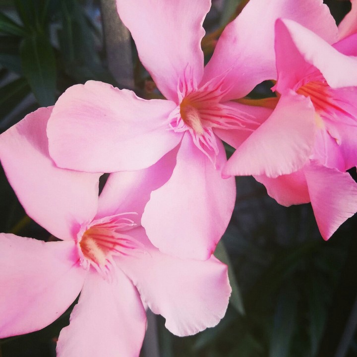 #fiori #rosa #stupendi!