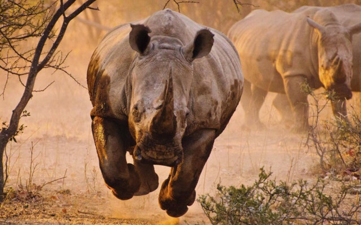wildnature