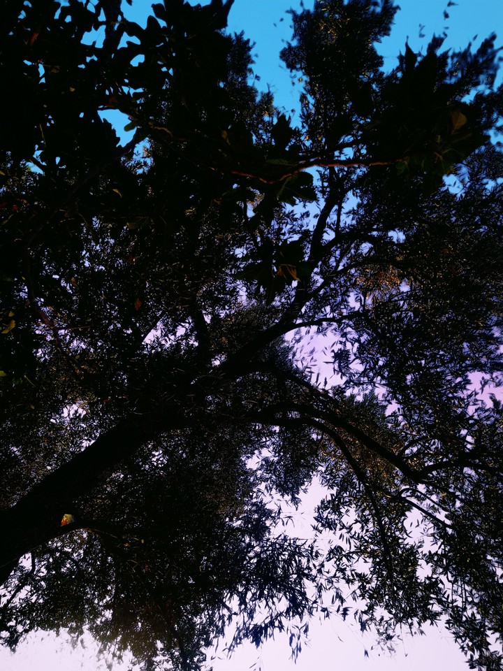 Dawn