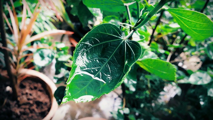 Leaf Cup
