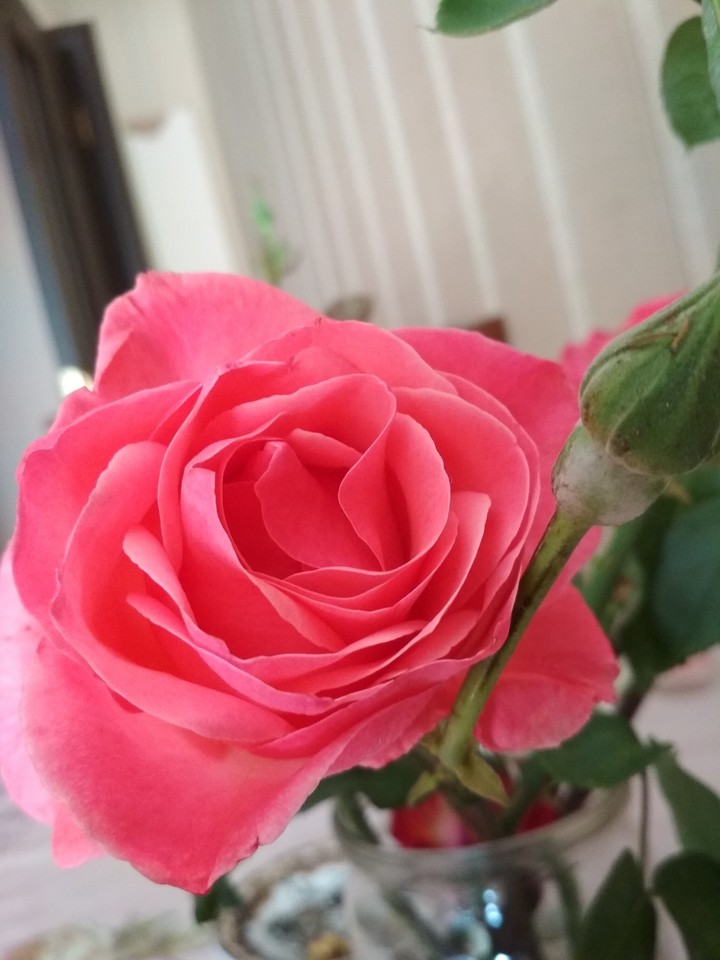 rose
