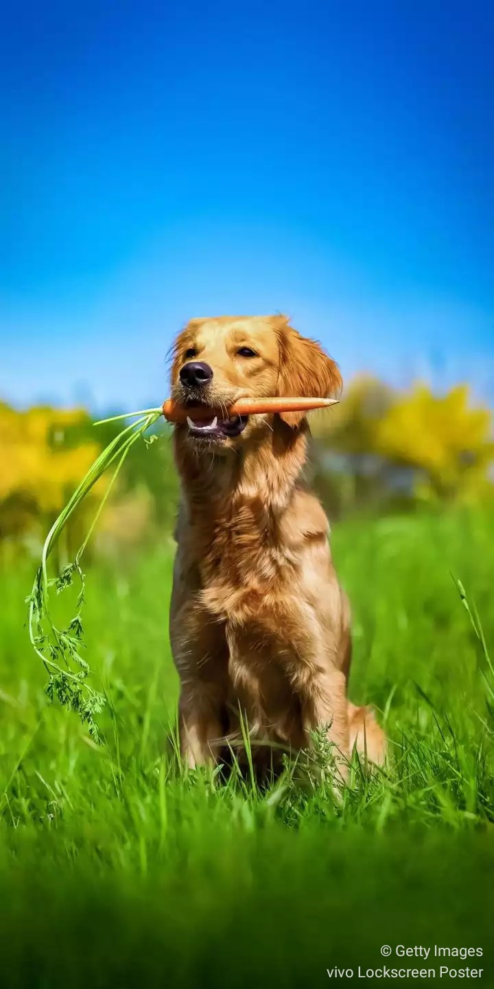 Can dogs eat Carrots?