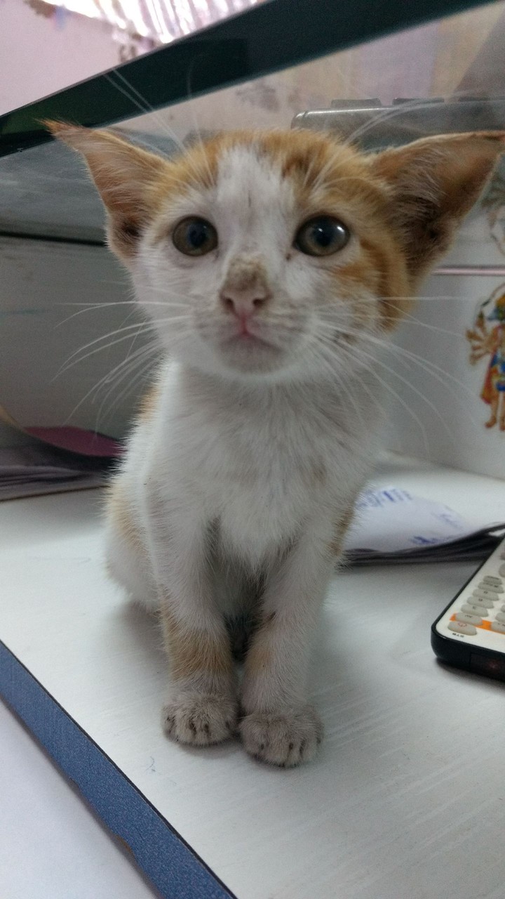 KITTEN