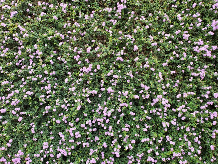 Flowers wall