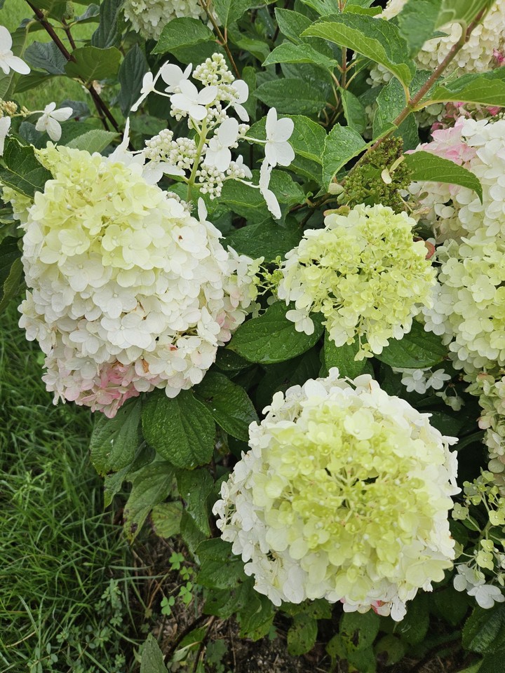 тапети flower, dicotyledon