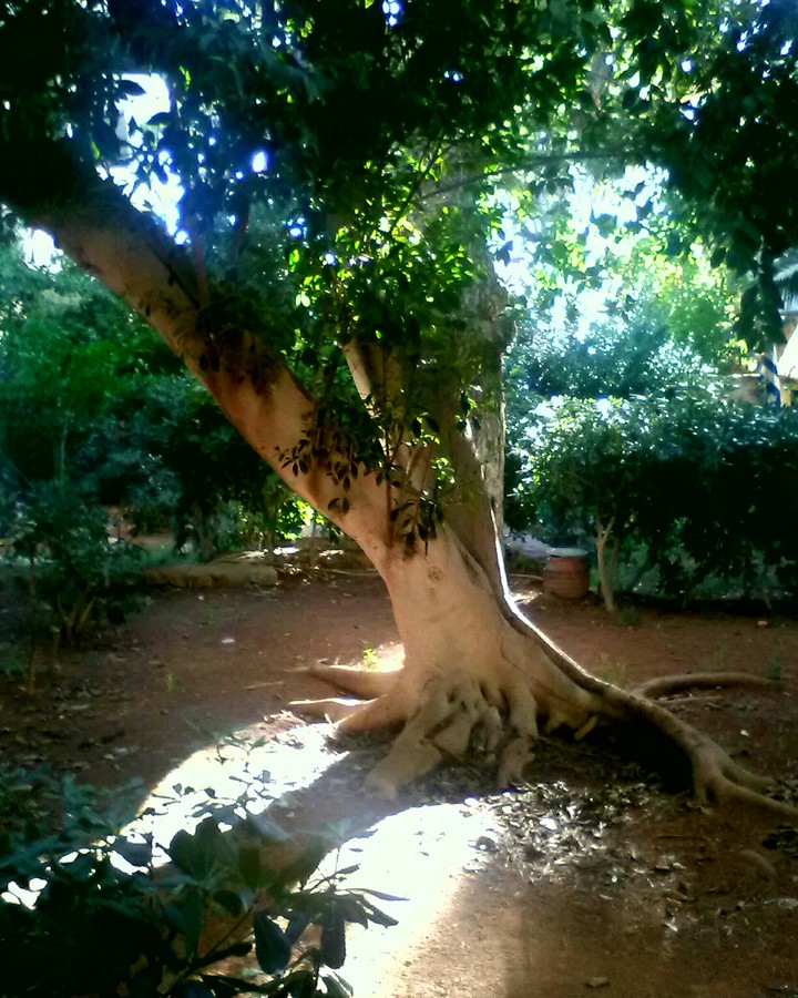 garden