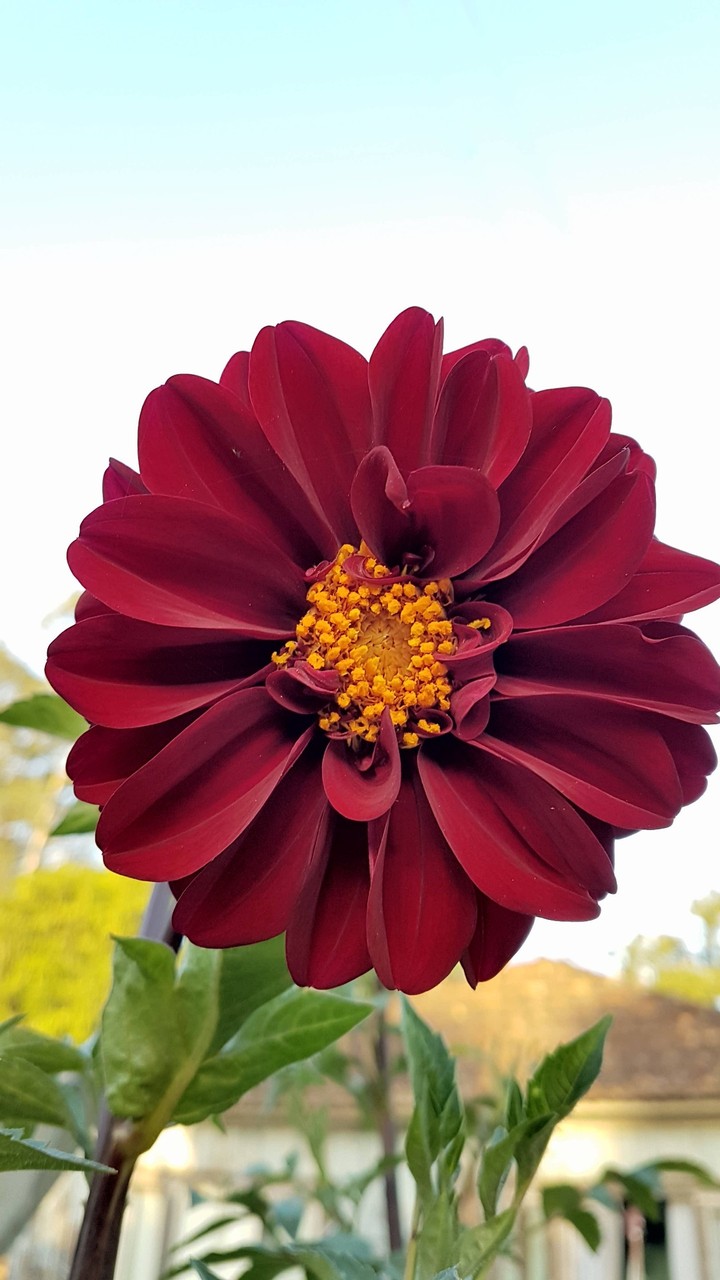 Flor