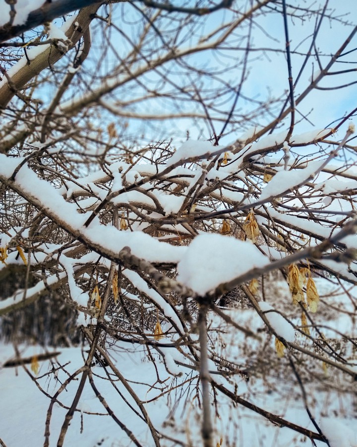первый снег