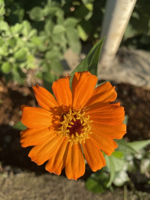 шпалери closeup, flower