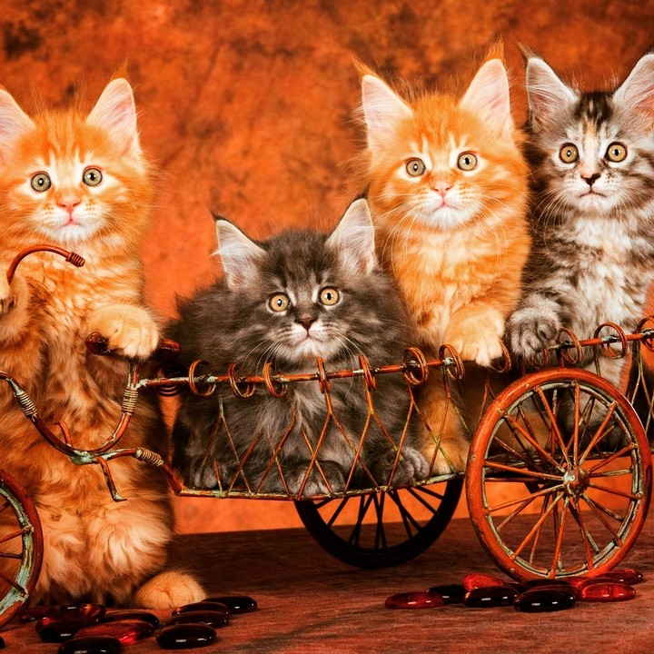 cats