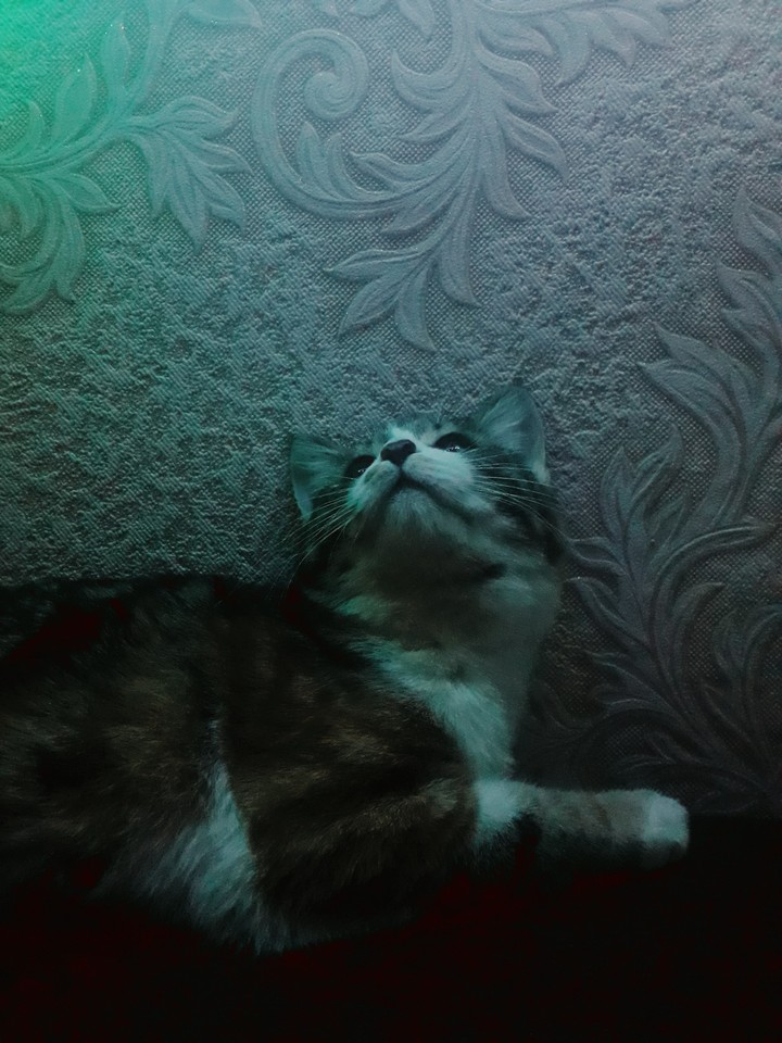 мяу