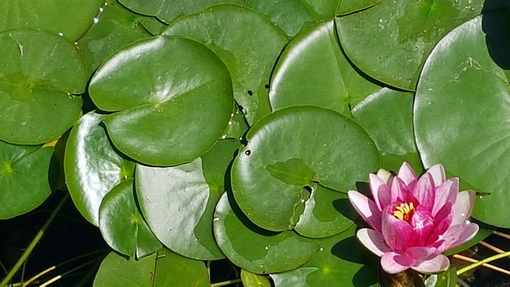 연꽃