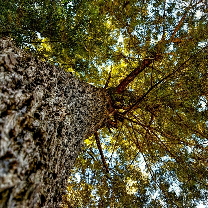 Tree.